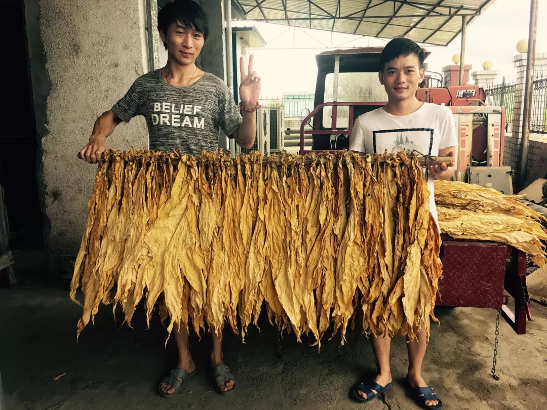 一支烟是怎么生产出来的？从一粒烟叶种子开始...