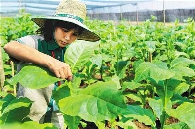 一支烟是怎么生产出来的？从一粒烟叶种子开始...